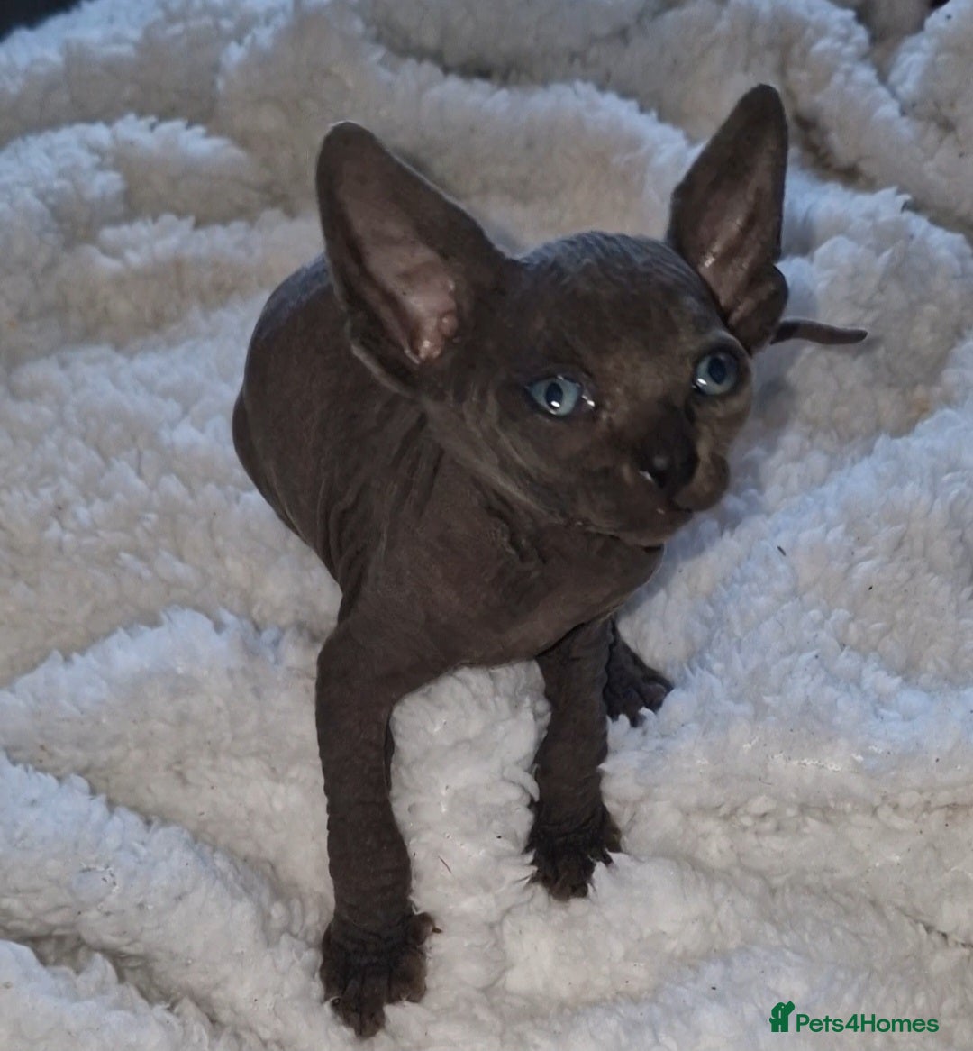 Sphynx cats for sale: Beautiful Canadian Sphynx kittens purebreed  - Image 21