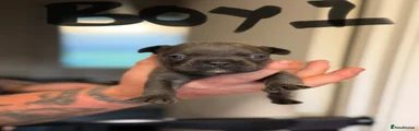 Mixed Breed Puppy 1
