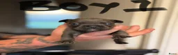Mixed Breed dogs for sale: 4x Male French bulldogs - Advert 5