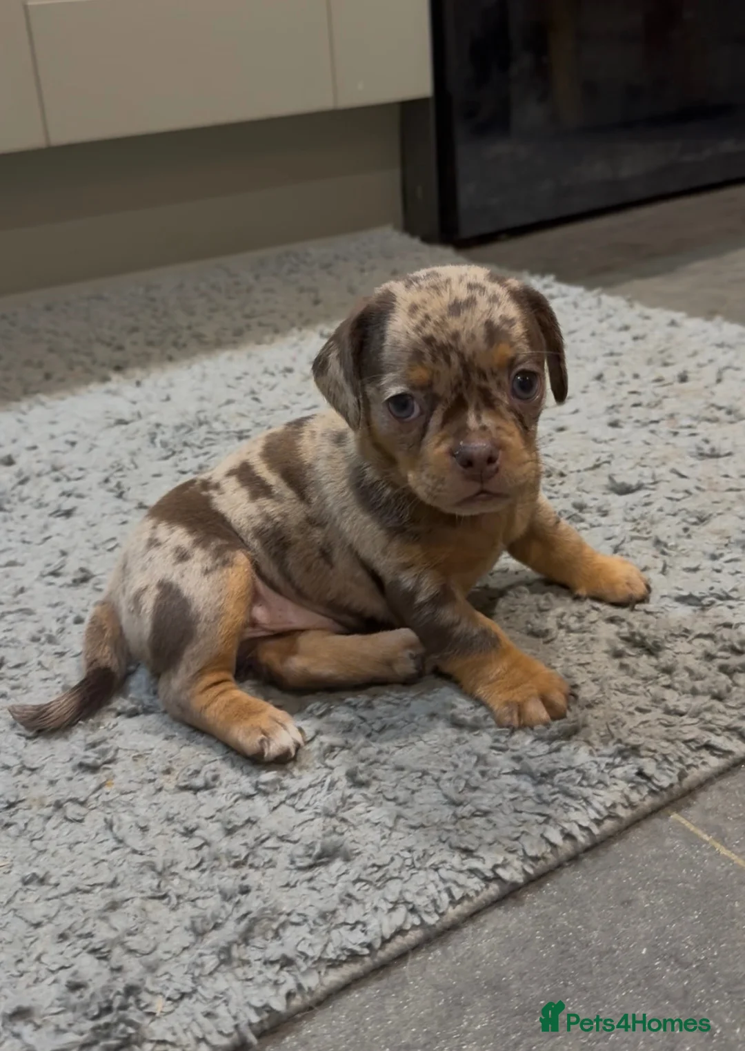 Mixed Breed dogs for sale: Pug x dachshund - Advert 10