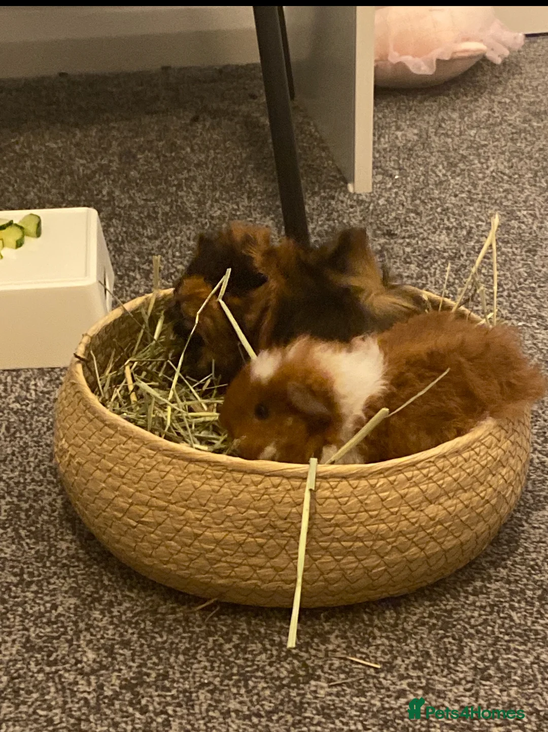 Guinea Pig rodents for sale: Benny and simba  in Sunderland - Advert 1