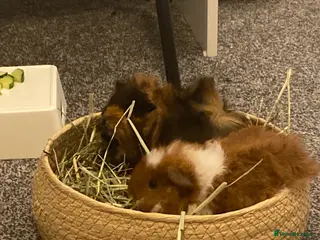 Guinea Pig rodents Benny and simba in Sunderland - Advert 2