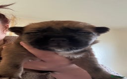 Mixed Breed dogs for sale: German shepherd cross chow chow/French bulldog  - Image 9