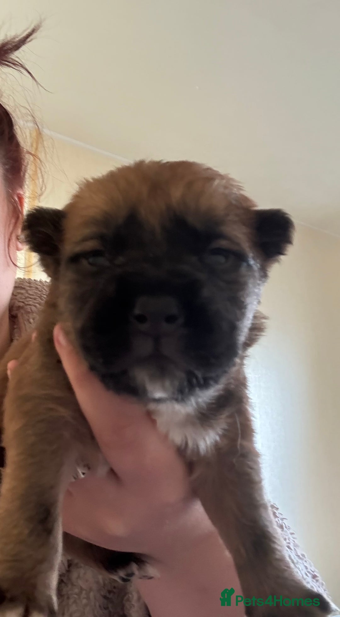 Mixed Breed dogs for sale: German shepherd cross chow chow/French bulldog  - Image 9