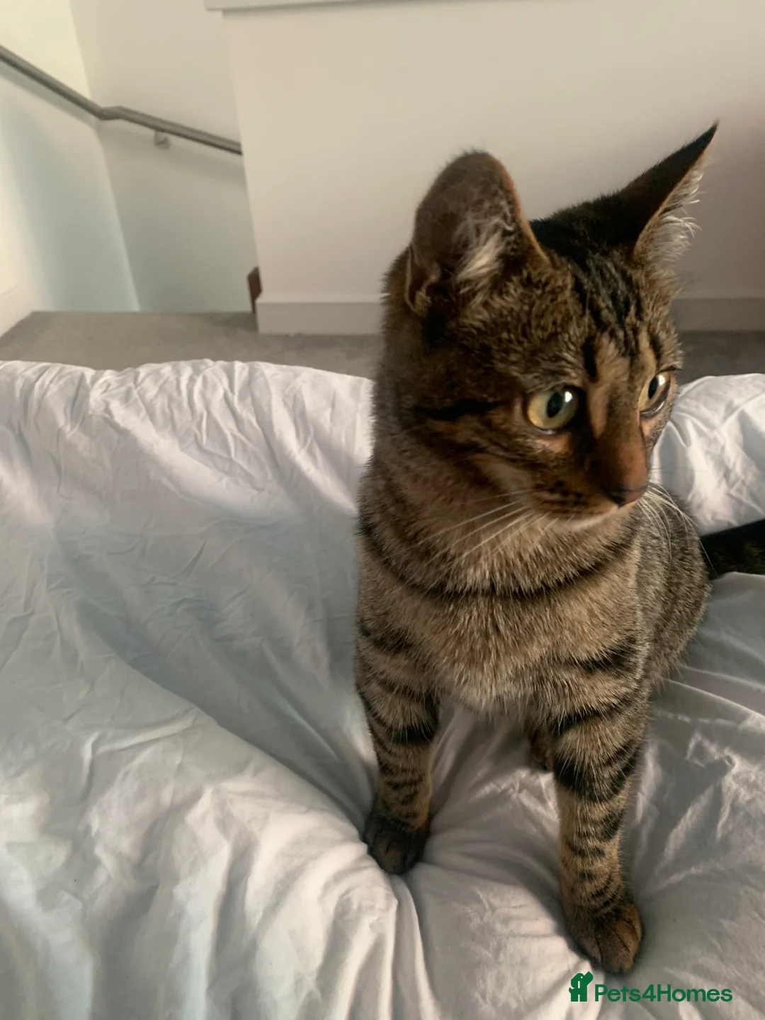 Bengal cats for sale: Mixed bengal kitten - Advert 5