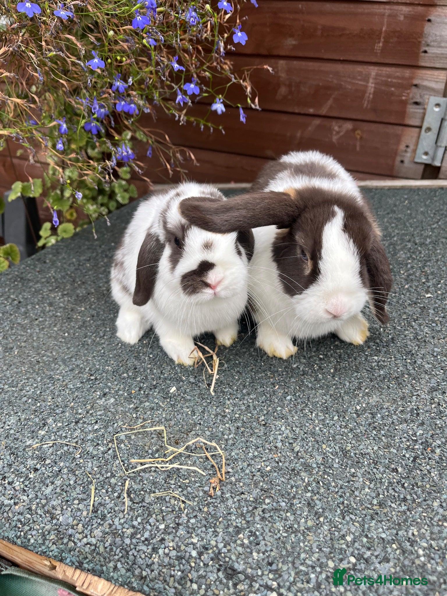 Mini Lop rabbits Stunning Mini lops ready to go now  - Advert 3
