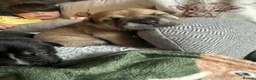 Mixed Breed dogs for sale: Bullkita puppies  in Stockport - Advert 3