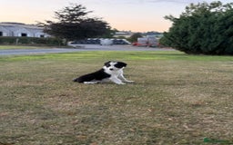 Welsh Collie dogs for sale: Beautiful Welsh Collie Puppies FOR SALE - Image 7