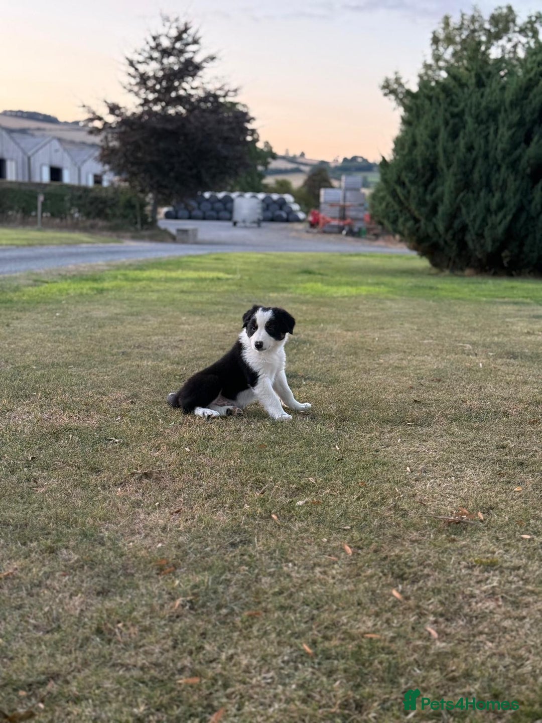 Welsh Collie dogs for sale: Beautiful Welsh Collie Puppies FOR SALE - Image 7