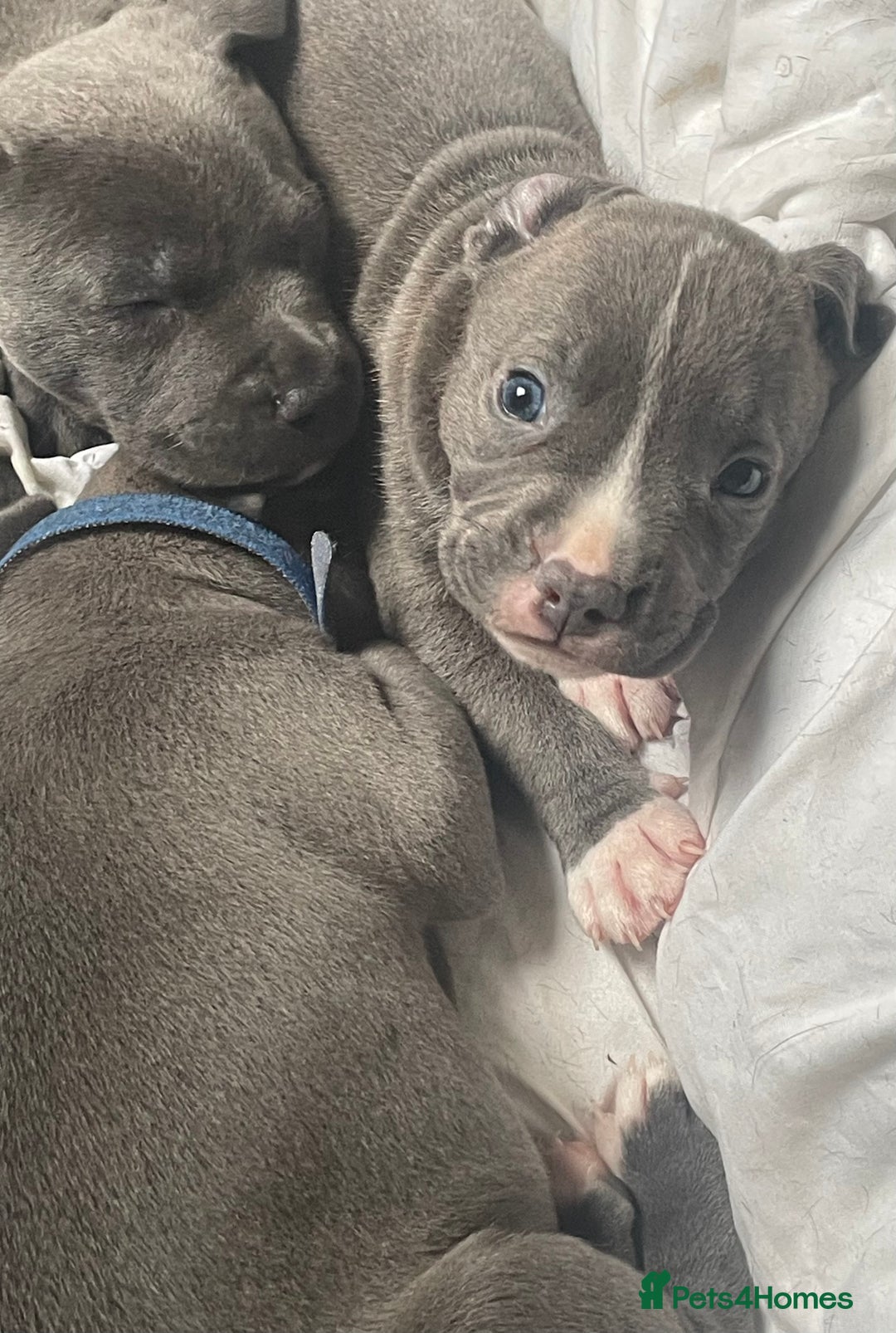 Staffordshire Bull Terrier dogs for sale: Original "Old-Blood" Black/Blue Staff pups *RARE* - Image 1