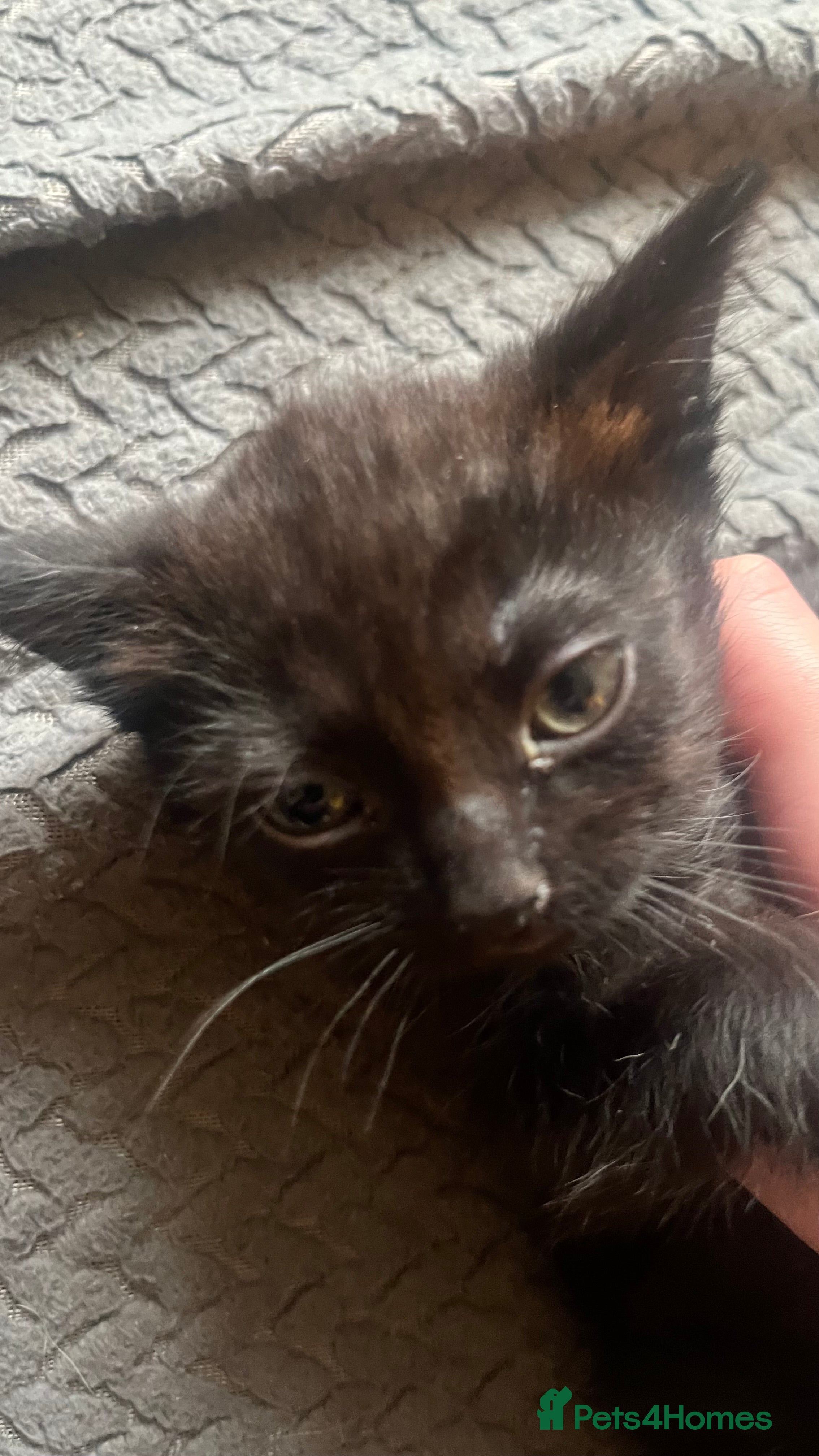 Mixed Breed cats 1 black female left  - Advert 1