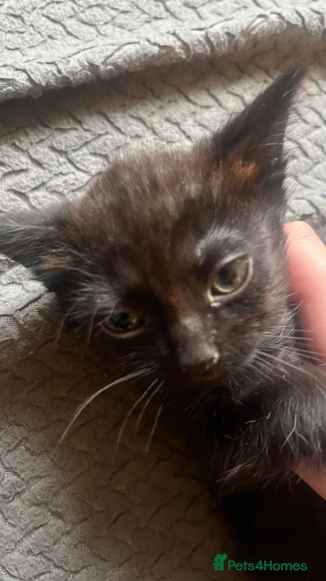 Mixed Breed cats for sale: 1 black female left  - Advert 1