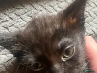 Mixed Breed cats 1 black female left - Advert 1