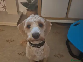 Cockapoo dogs 10 Month Old Cockapoo - Advert 1