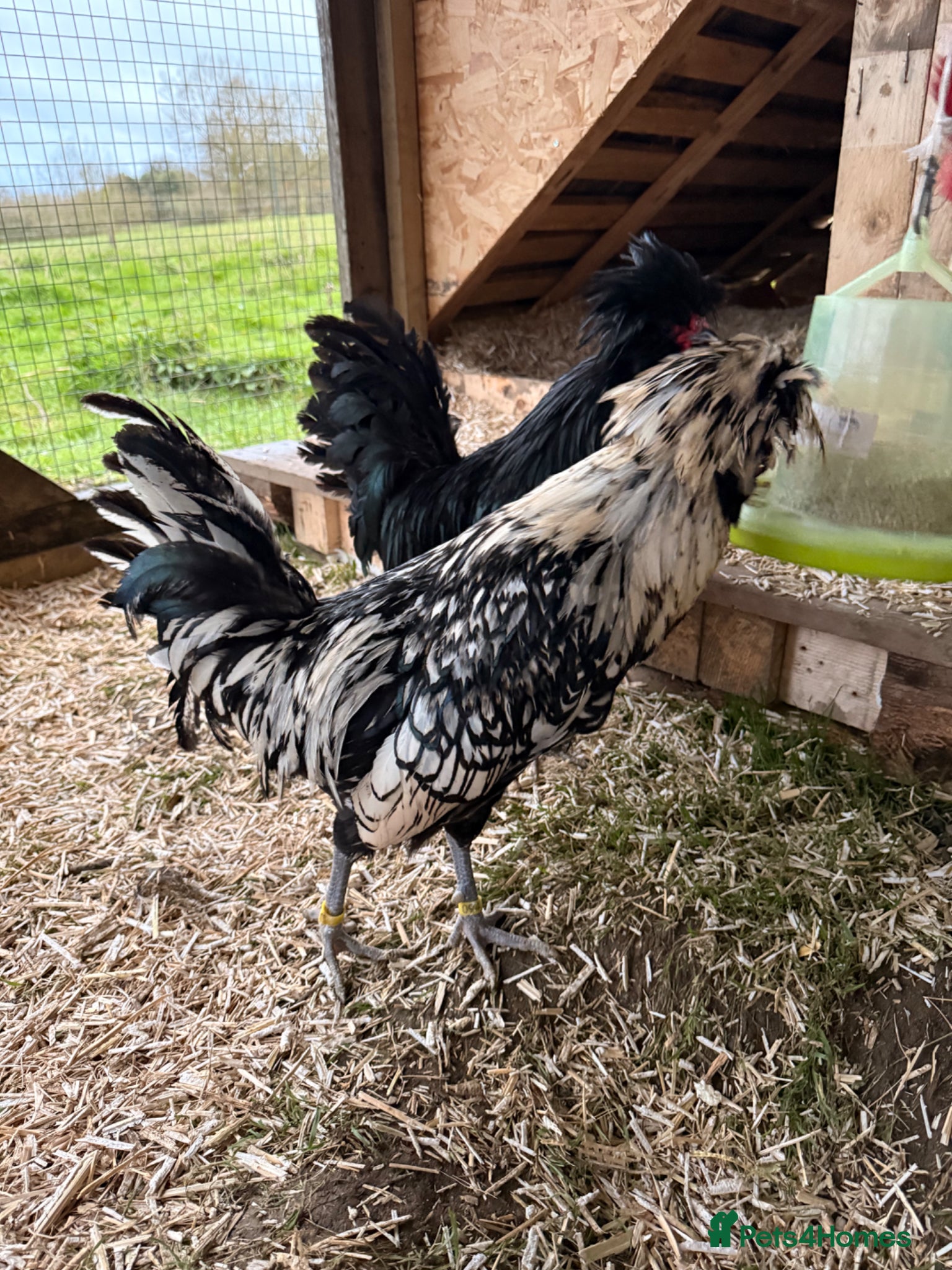 Chickens poultry x2 Polish Cockerels - Advert 1