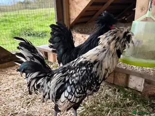 Chickens poultry x2 Polish Cockerels - Advert 6