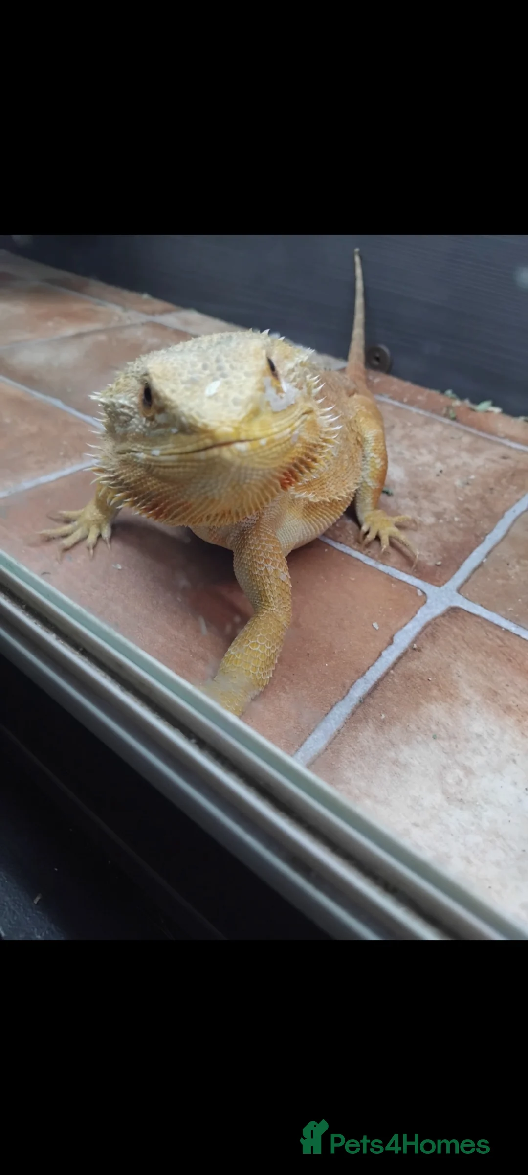 Bearded Dragon reptiles for sale: Bearded dragon - Advert 2