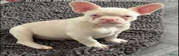 French Bulldog dogs for sale: Micros -Reduced and ready now to get them settled  - Advert 25