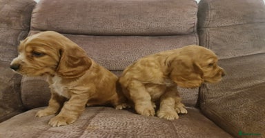 Cocker Spaniel dogs Golden Cocker Spaniel puppies  - Advert 7