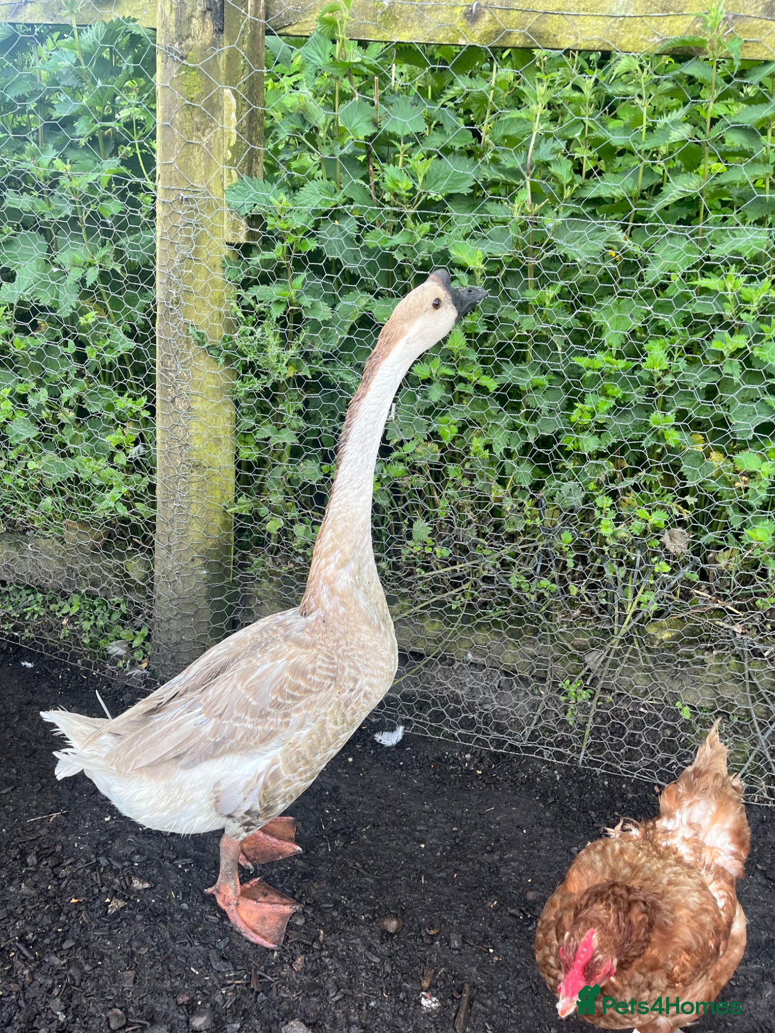Geese poultry for sale: Year old geese for sale  - Advert 11