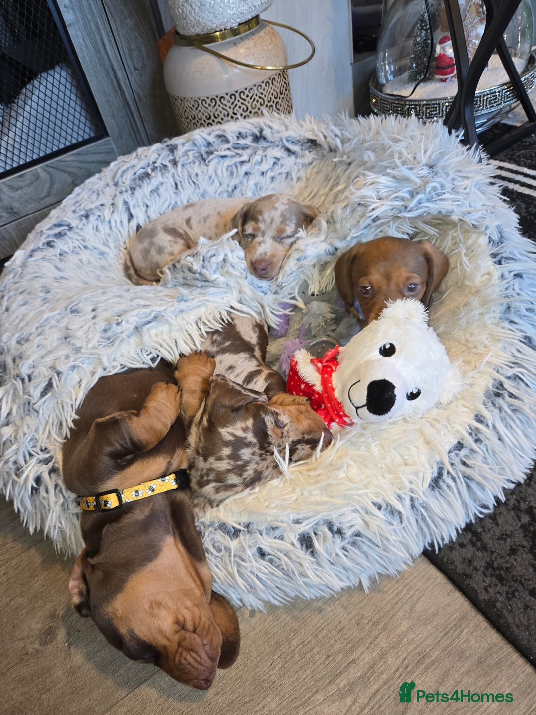 Dachshund dogs for sale: Beautiful KC REG dachshund pups - Advert 17