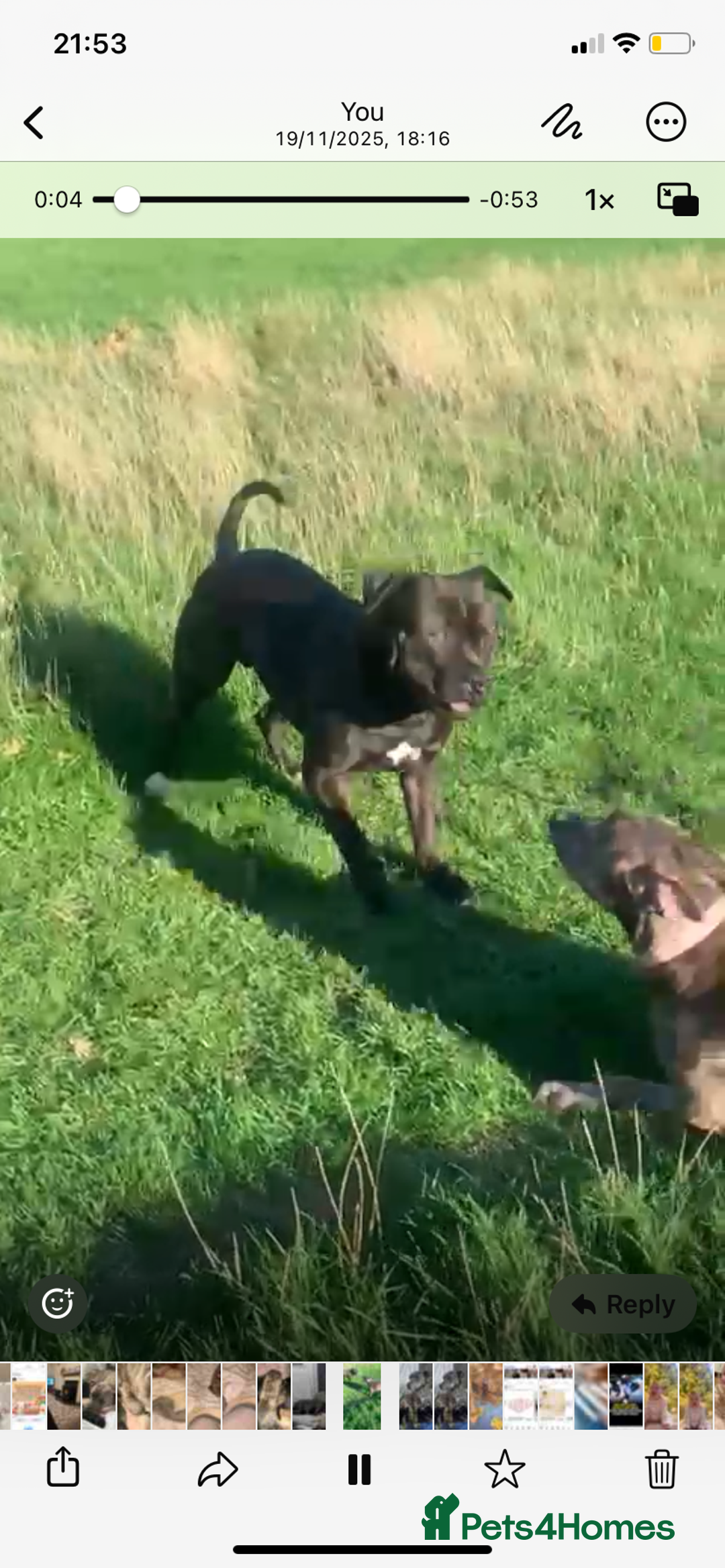 Mixed Breed dogs for sale: Miss Leanne smith - Advert 12