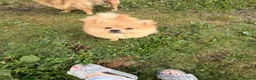 Pomeranian dogs for sale: Beautiful Pomeranian Girl  - Advert 2