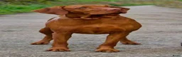 Hungarian Vizsla dogs for sale: KC reg vizzla puppy  - Advert 2