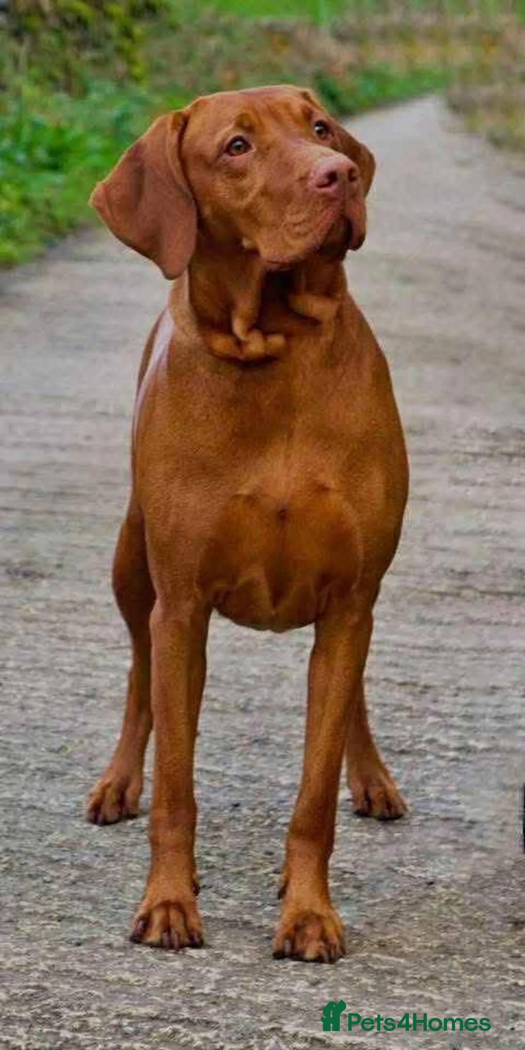 Hungarian Vizsla dogs for sale: KC reg vizzla puppy  - Advert 2