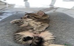 Domestic Shorthair cats for sale: Adorable tabby/bengal kittens to a good home - Image 27