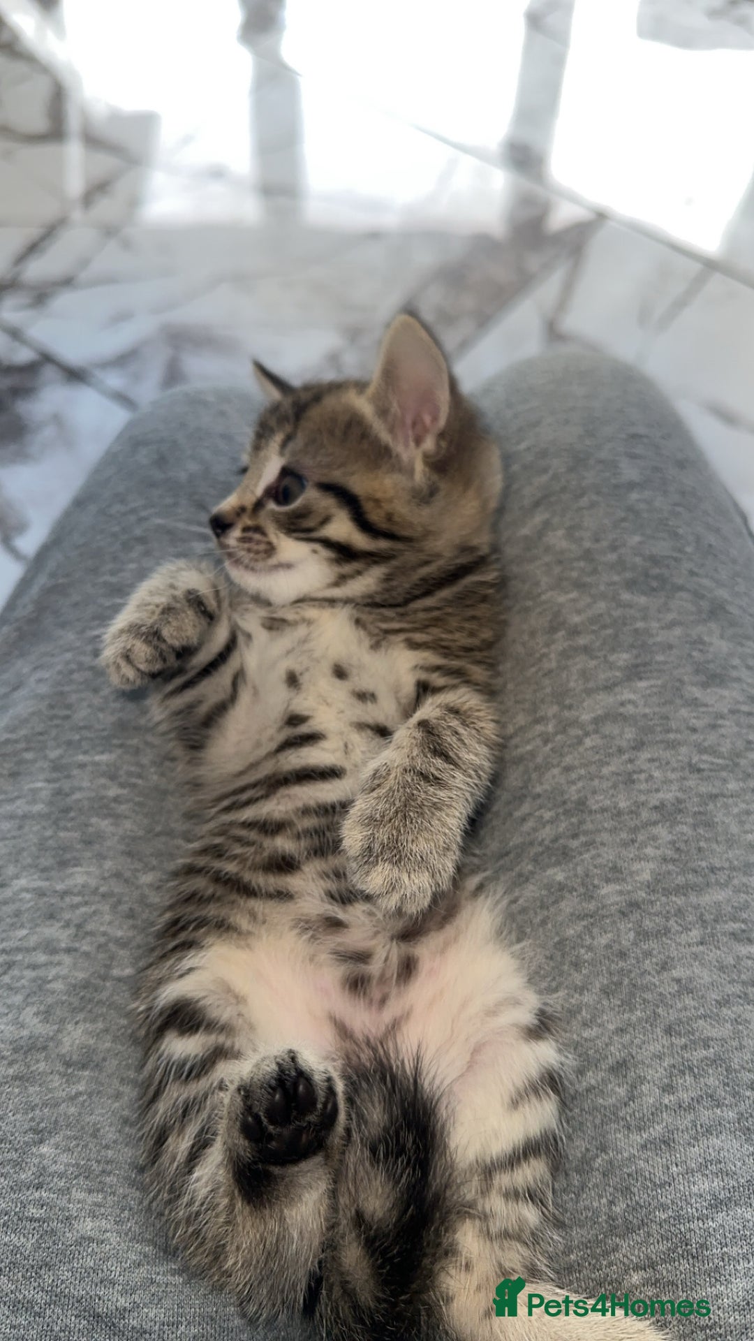 Domestic Shorthair cats for sale: Adorable tabby/bengal kittens to a good home - Image 27
