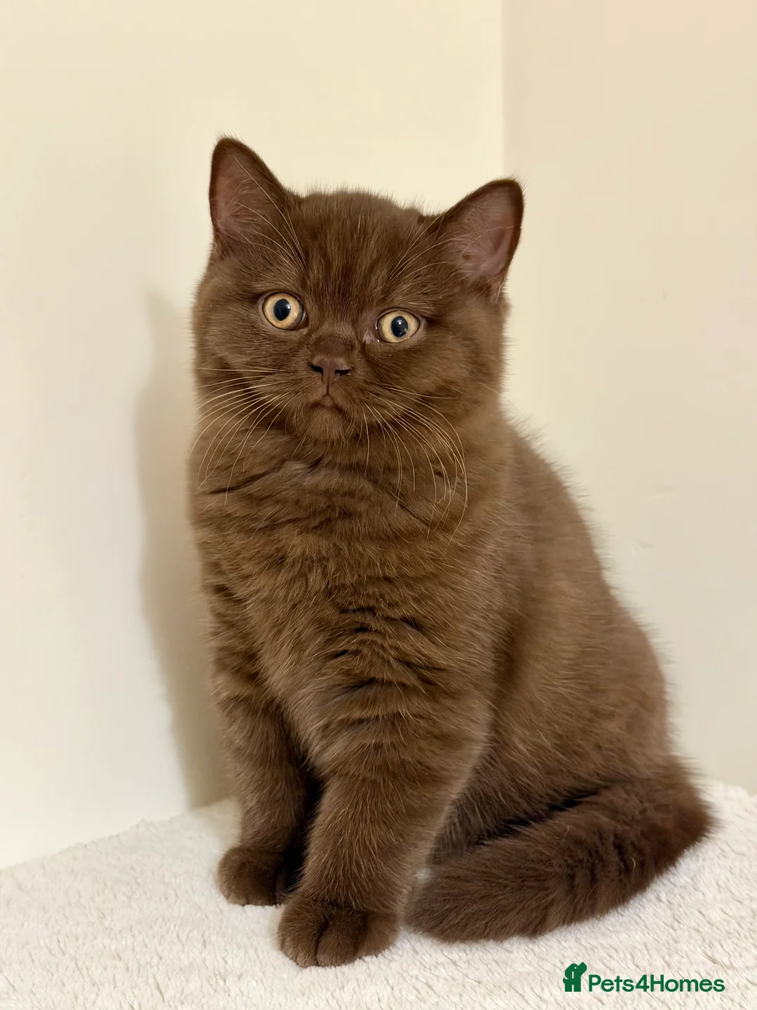 British Shorthair cats for sale: BSH chocolate boys TICA registration  - Advert 13