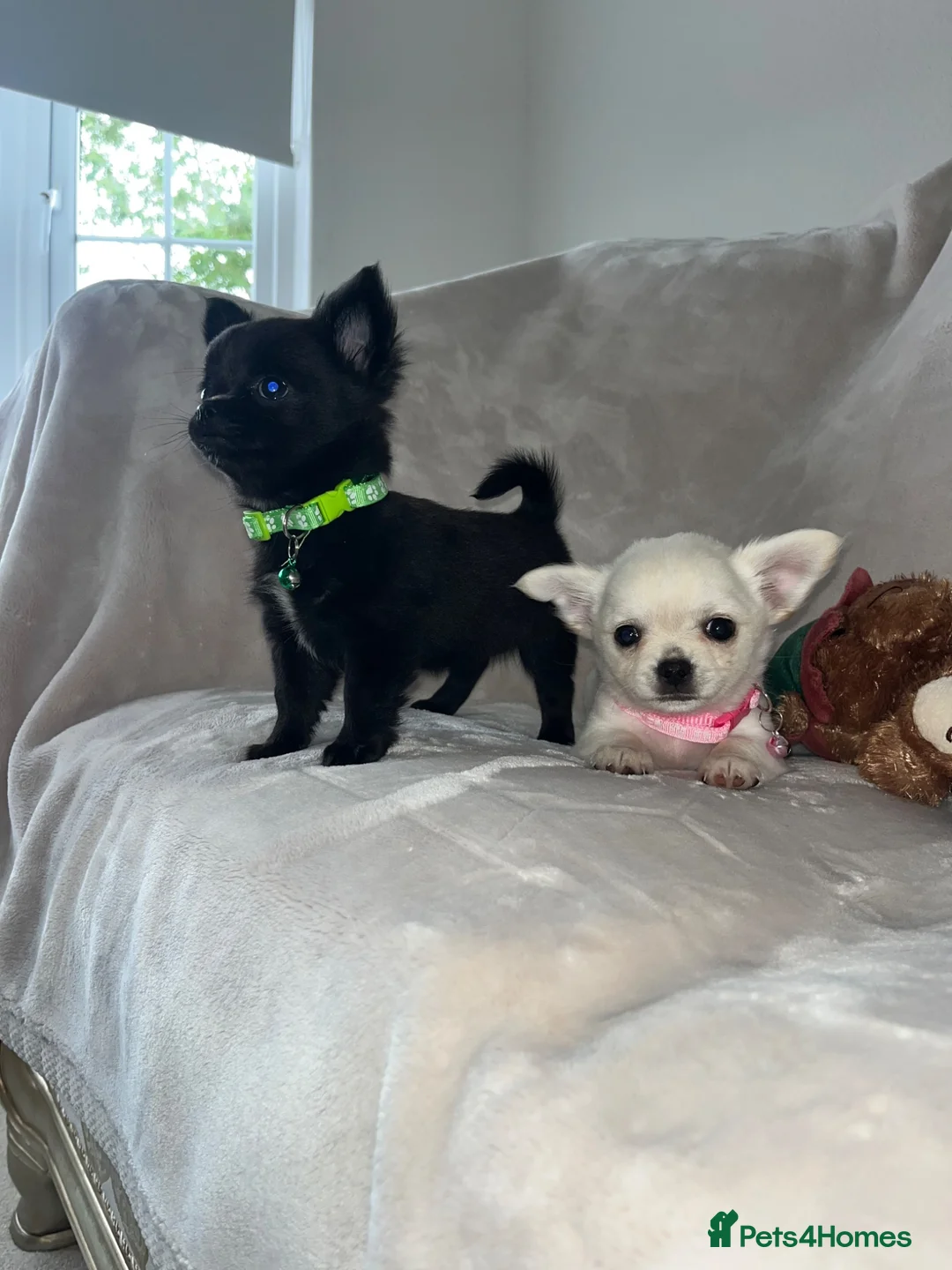 Chihuahua dogs for sale: Chihuahua puppies - Advert 13