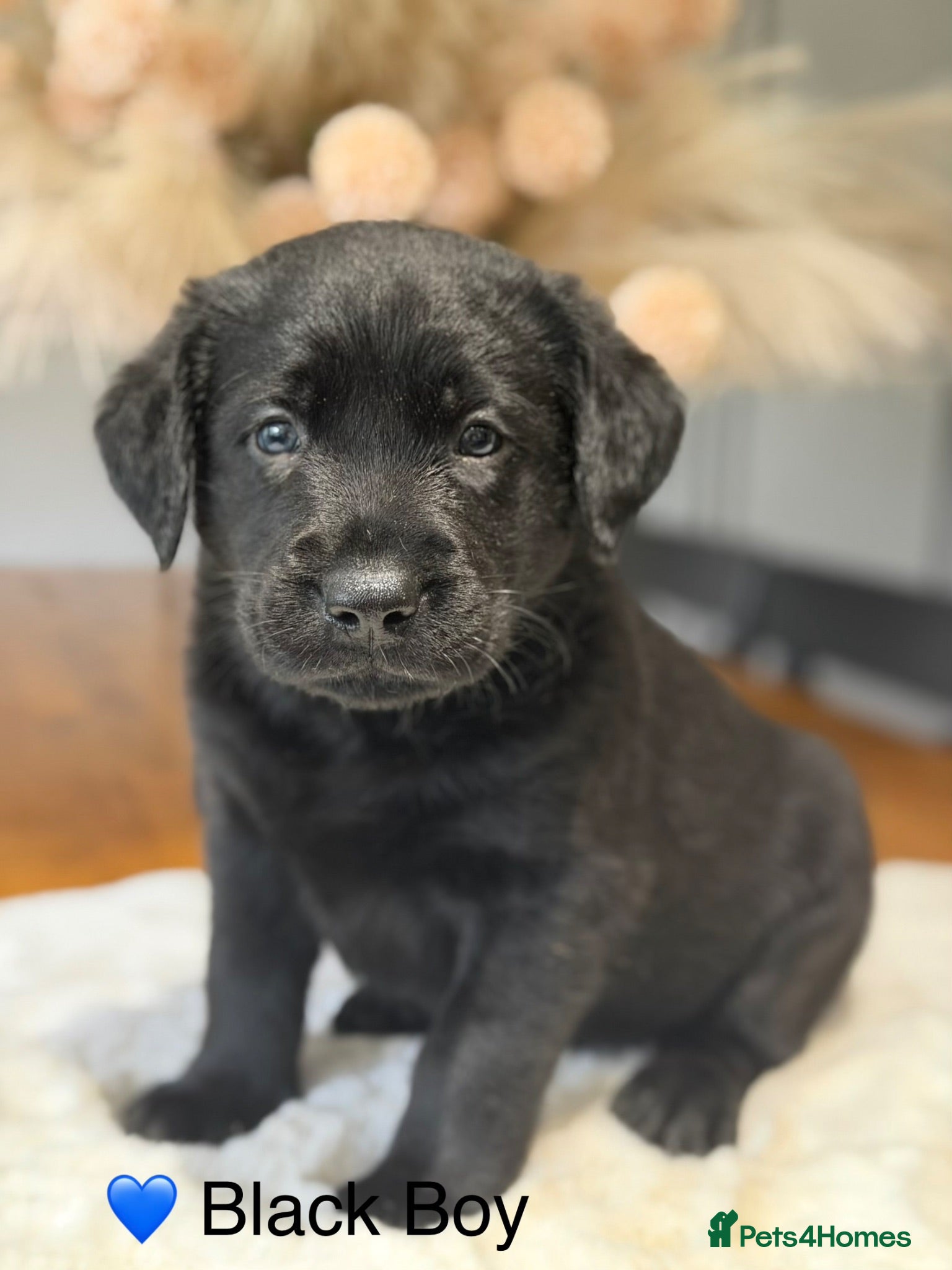 Labrador Retriever dogs Exceptionally health tested Kc reg Labrador pups - Advert 1