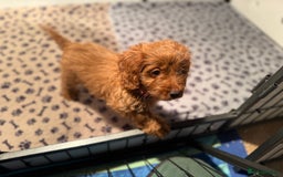 Cockapoo dogs for sale: F1 Cockapoo Puppy - Image 2