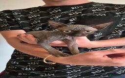 Sphynx cats for sale: Silver elf and black little babies - Image 9