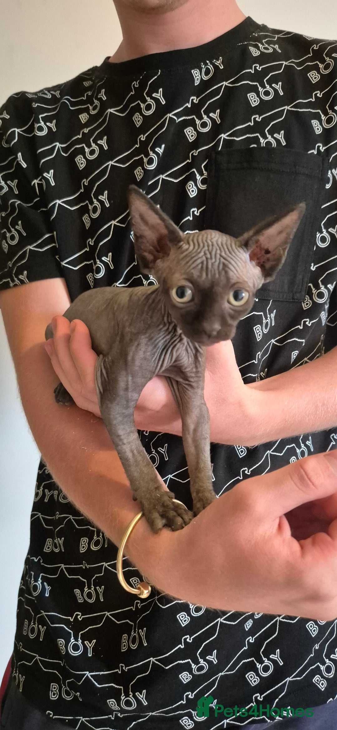 Sphynx cats for sale: Silver elf and black little babies - Image 9