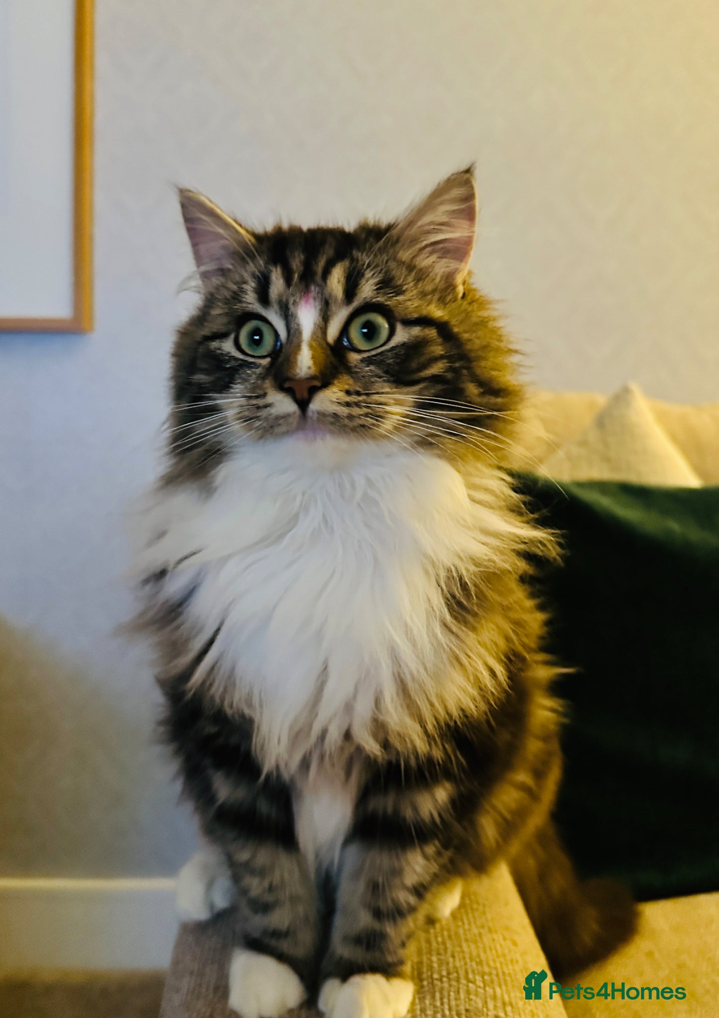 Mixed Breed cats 8 month old lovely kitten - Advert 1