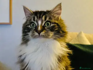 Mixed Breed cats 8 month old lovely kitten - Advert 2