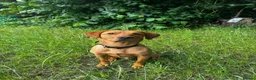 Labrador Retriever dogs for sale: Working Labrador  - Advert 1