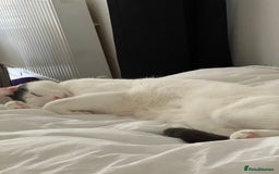 Mixed Breed cats for sale: Casper. Free to a good home  - Image 4