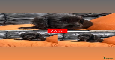 Sprocker dogs - Advert 3