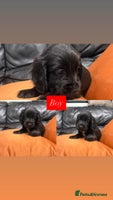 Sprocker dogs - Advert 7