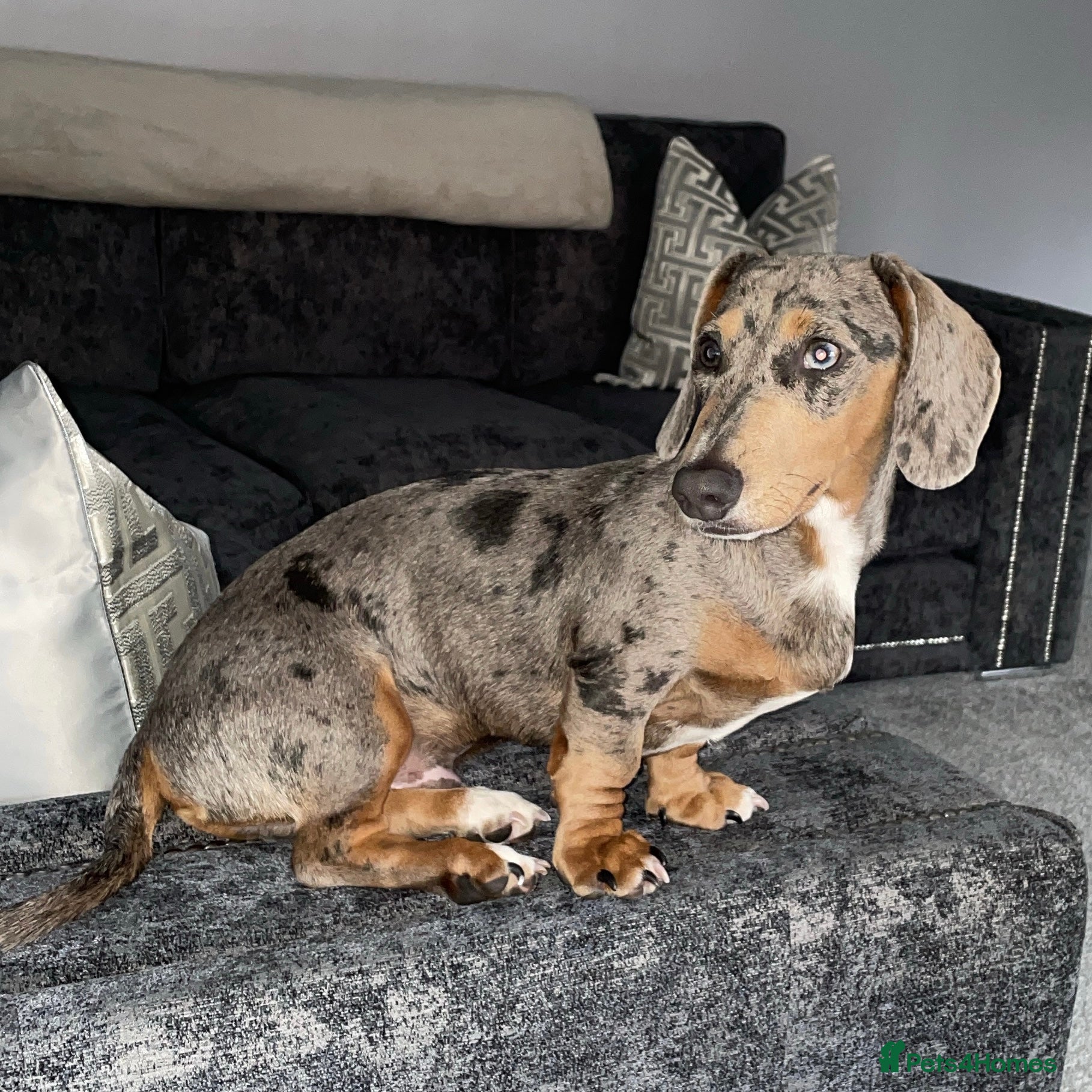 Miniature Dachshund dogs Miniature Dachshund Blue Merle for Stud - Advert 6