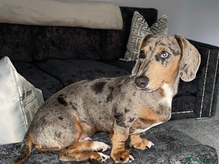 Miniature Dachshund dogs Miniature Dachshund Blue Merle for Stud - Advert 13