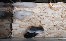 Hamster rodents for sale: Baby Syrian Hamsters  - Image 4