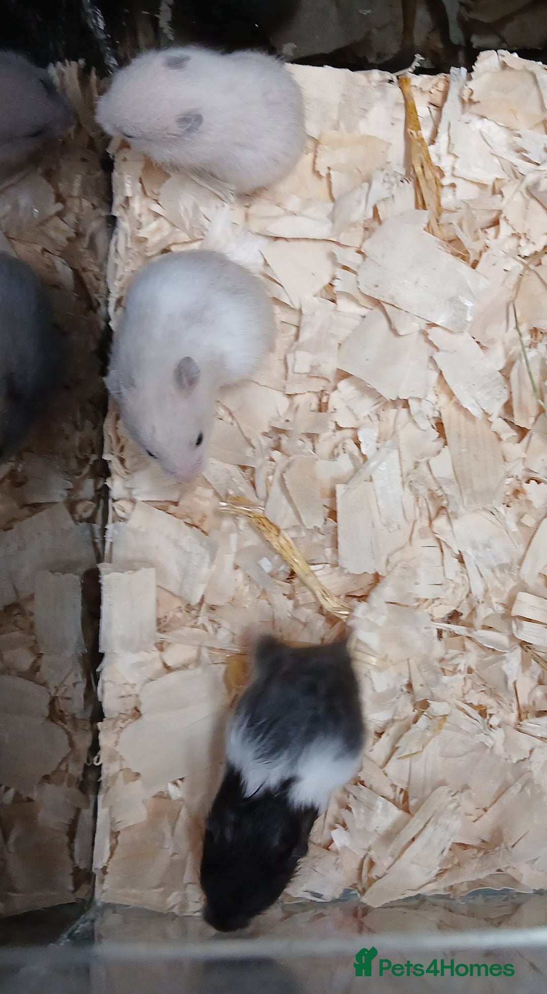 Hamster rodents for sale: Baby Syrian Hamsters  - Image 4