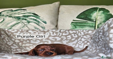 Irish Setter dogs - Advert 4