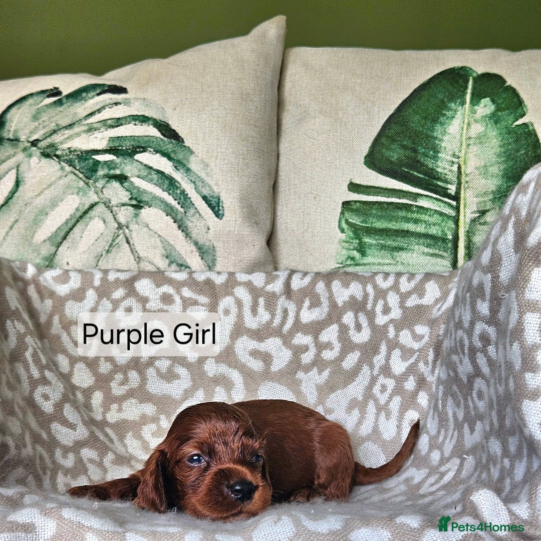 Irish Setter dogs for sale: KC Registered Irish Setter Puppies - Image 2