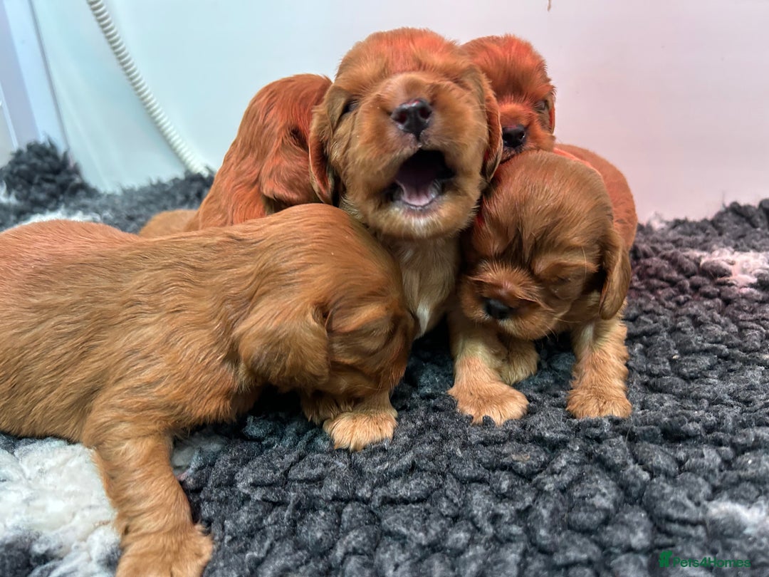 Cavalier King Charles Spaniel dogs for sale: Ruby cavalier King Charles 5*breeder - Advert 4